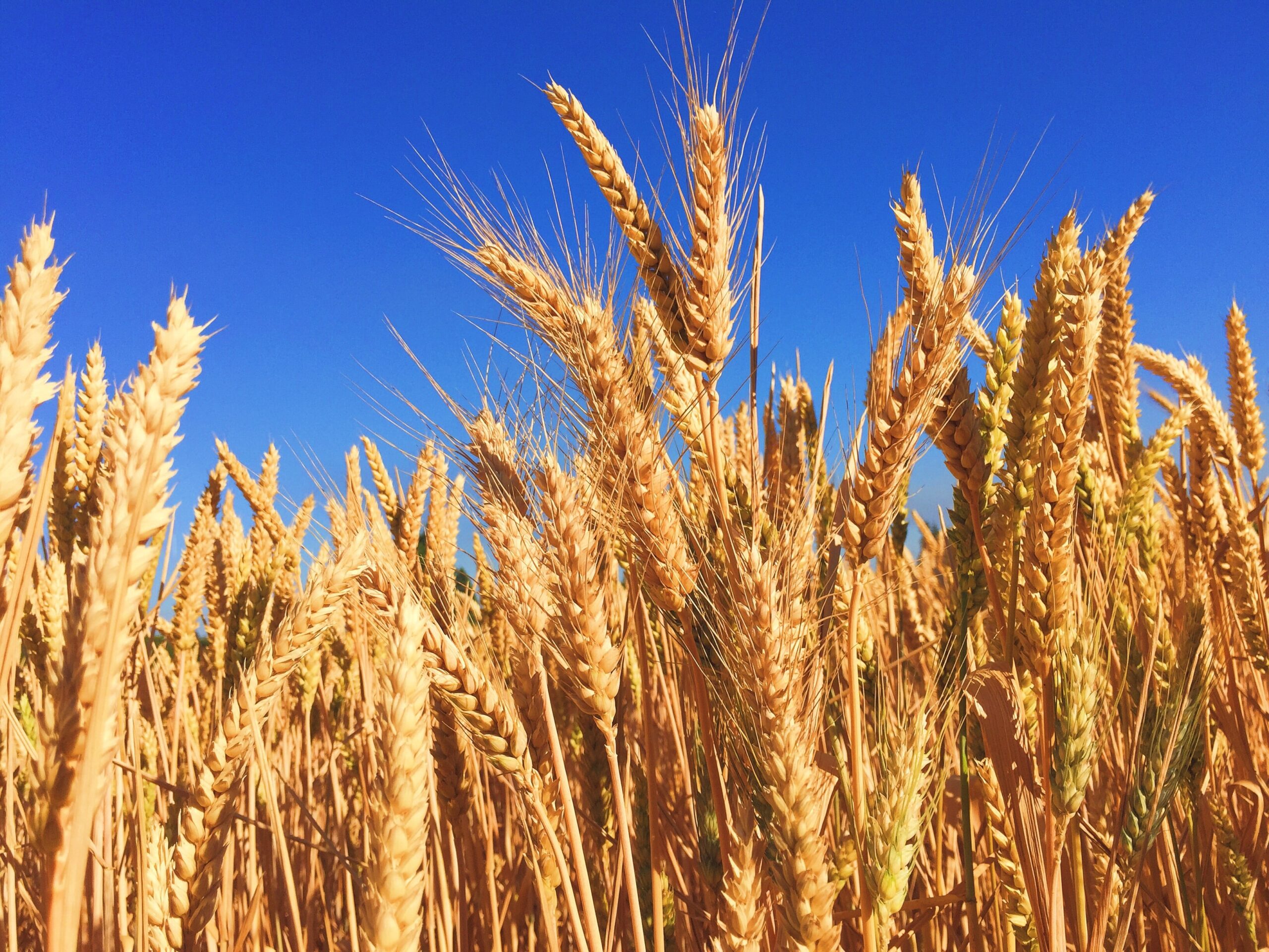 AB „INVL Baltic Farmland“ 2024 m. 6 mėn. neaudituoti veiklos rezultatai