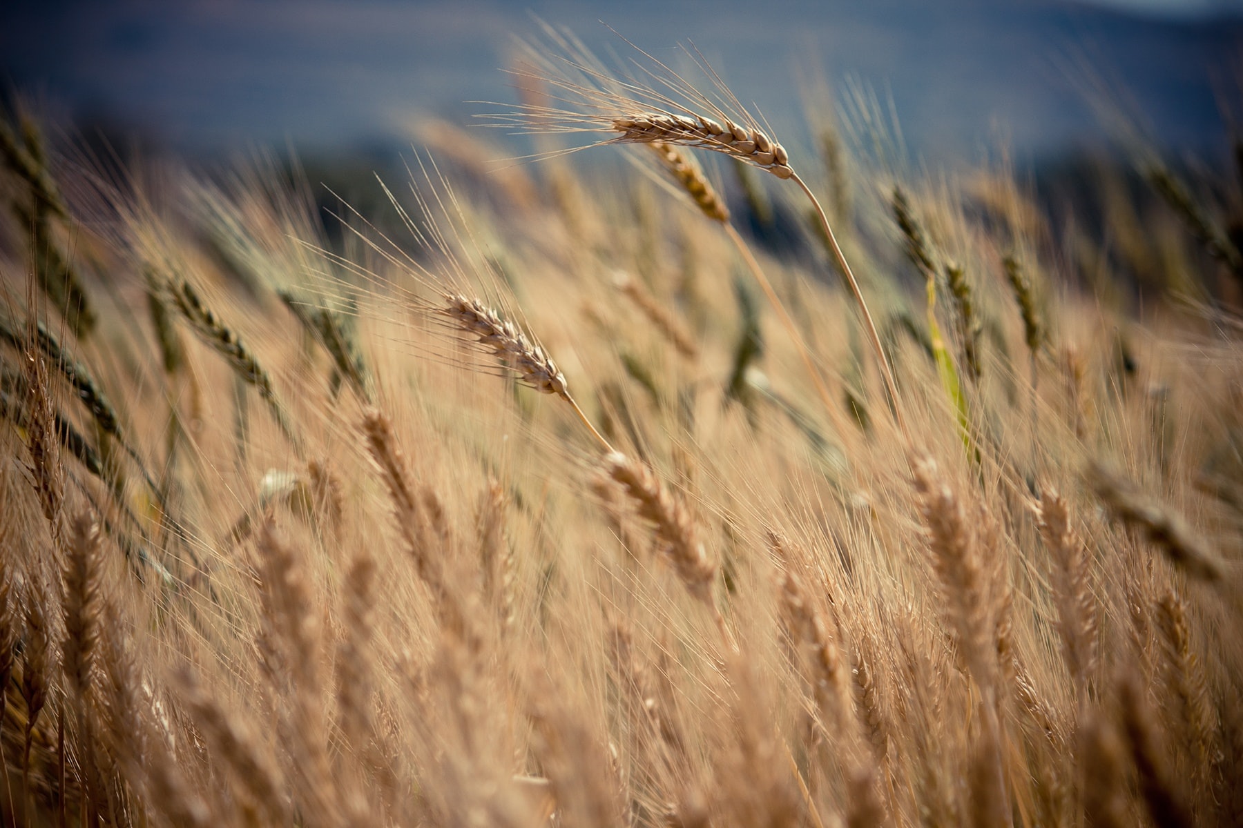 „INVL Baltic Farmland“ 2024 m. planuoja uždirbti 420 tūkst. eurų