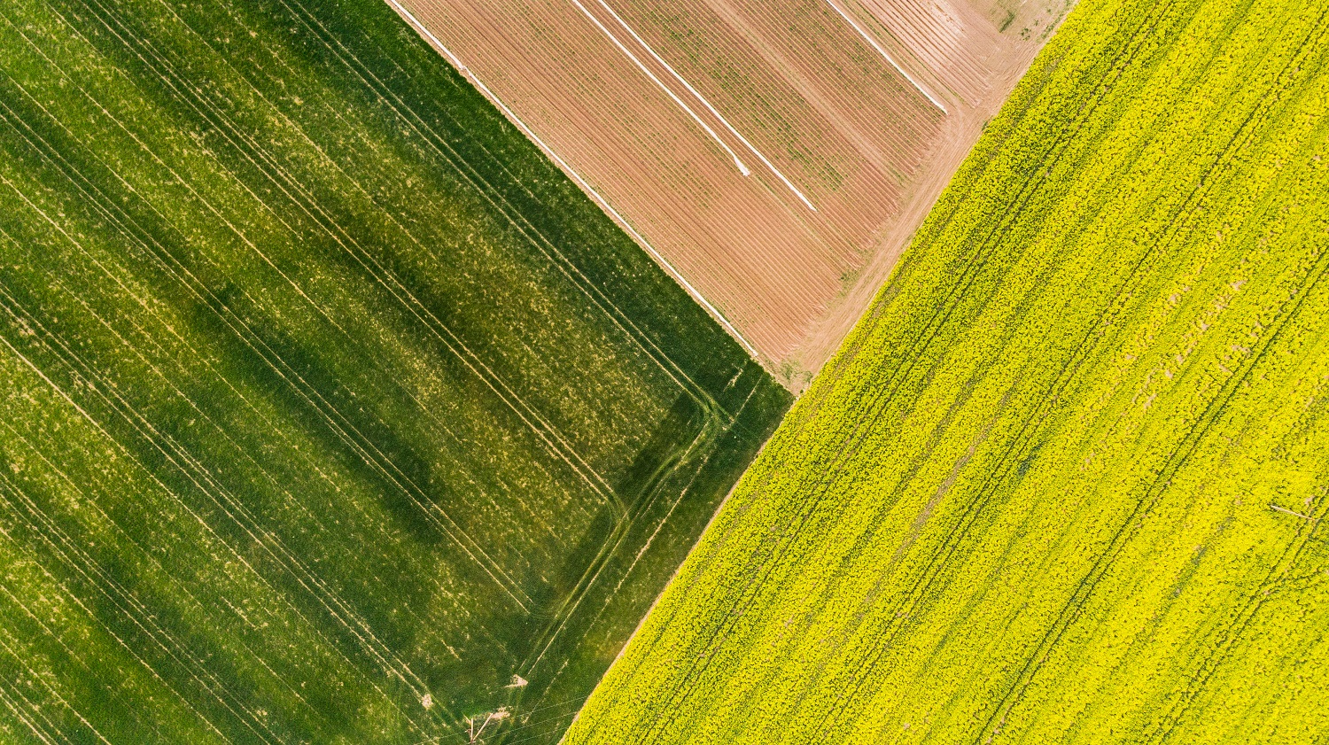 „INVL Baltic Farmland“ paskelbė šių metų veiklos prognozes, numatomus dividendus ir savų akcijų supirkimo tvarką