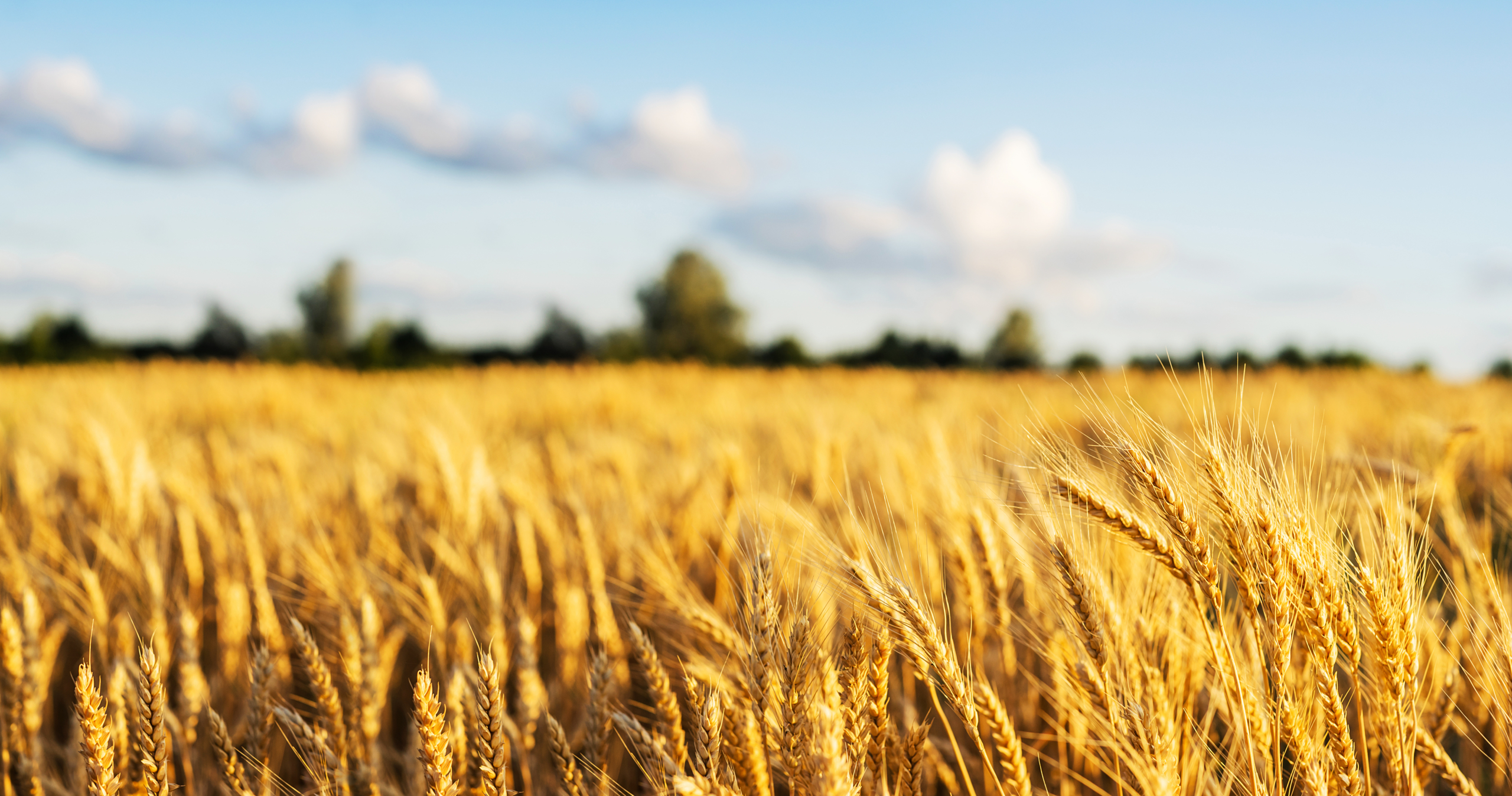 Audituoti AB „INVL Baltic Farmland“ 2025 m. rezultatai
